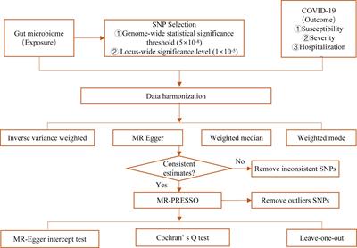 Causal effects of the gut microbiome on COVID-19 susceptibility and severity: a two-sample Mendelian randomization study